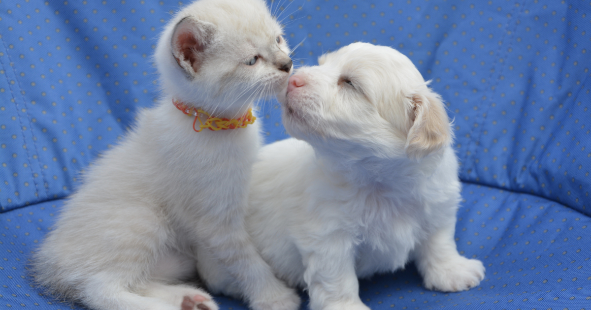 Arizona Emotional Support Animal Letter